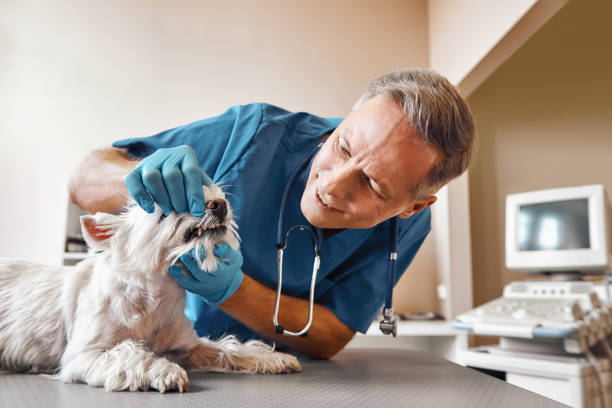 Reliable MN Emergency Dental Service Solutions